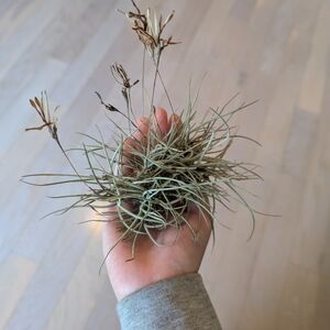 Air Plant Floral Accent - Green
